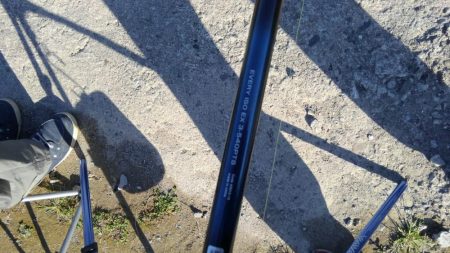 一年ぶりのアオリイカ